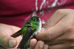 Lampornis hemileucus