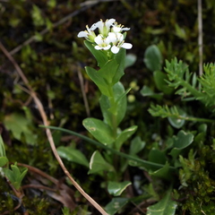 Arabis soyeri, photograph (c) Wolfgang Jauch, some rights reserved (CC BY)