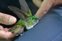 Lampornis hemileucus