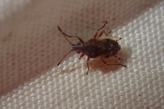 Kleidocerys resedae