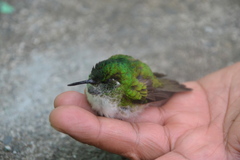 Lampornis hemileucus