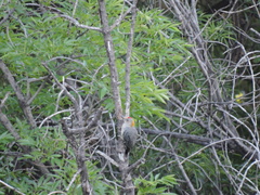 Melanerpes aurifrons