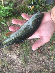 Micropterus chattahoochae