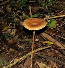 Macrolepiota colombiana
