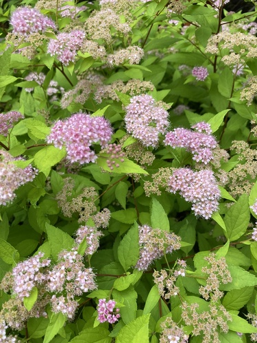 Spirea plant photo (Spiraea japonica)
