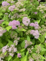 Spiraea japonica