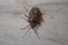 Rhaphigaster nebulosa