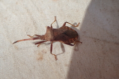 Coreus marginatus
