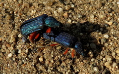 Melyrini