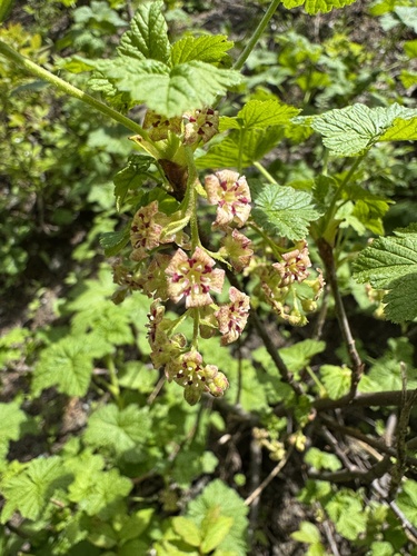 Mapleleaf currant (Ribes acerifolium)