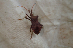 Coreus marginatus