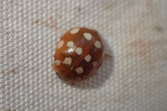 Calvia quatuordecimguttata