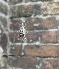 Araneus diadematus