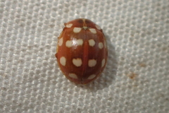 Calvia quatuordecimguttata