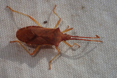 Gonocerus acuteangulatus