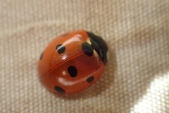 Coccinella septempunctata