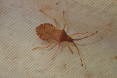 Gonocerus acuteangulatus