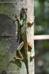 Anolis frenatus