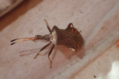 Coreus marginatus