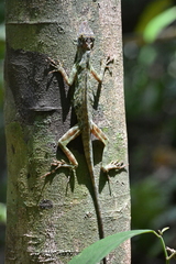 Anolis frenatus