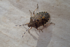 Rhaphigaster nebulosa