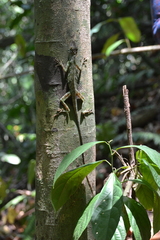 Anolis frenatus
