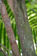Anolis frenatus