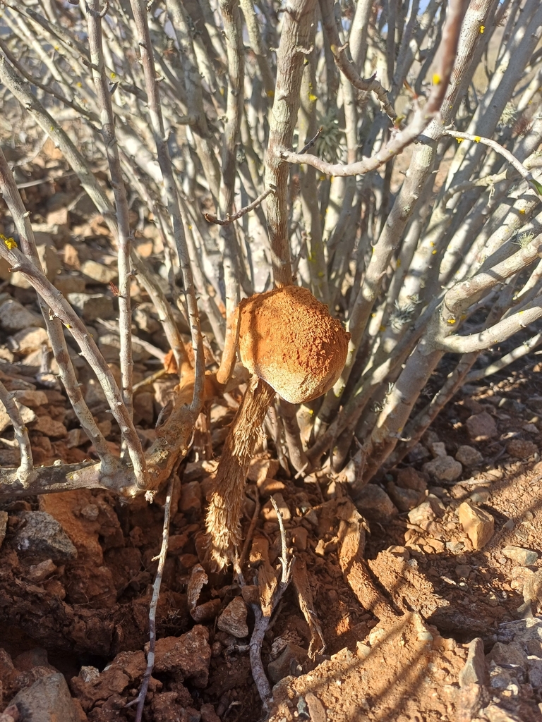 Battarrea phalloides · June 2025 · photo: © aparra007 (iNaturalist, cc-by-nc)