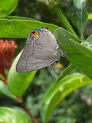 Tajuria cippus maxentius