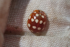 Calvia quatuordecimguttata