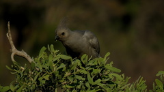 Corythaixoides concolor concolor