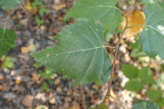 Betula pendula