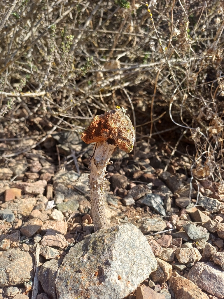 Battarrea phalloides · June 2025 · photo: © aparra007 (iNaturalist, cc-by-nc)