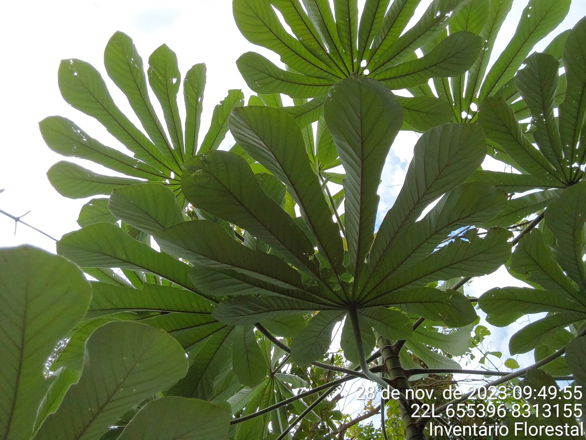 Cecropia pachystachya