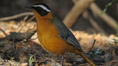 Cossypha heuglini heuglini