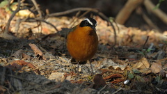 Cossypha heuglini heuglini