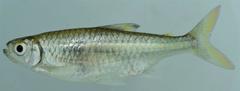 Micralestes acutidens