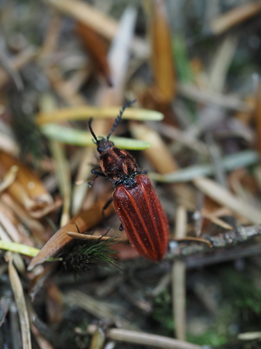 Purpurroter Schnellkäfer