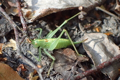 Meconema meridionale