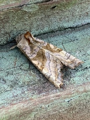 Phlogophora