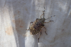 Rhaphigaster nebulosa