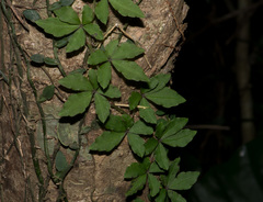 Tetrastigma obtectum glabrum