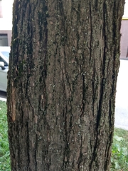 Catalpa