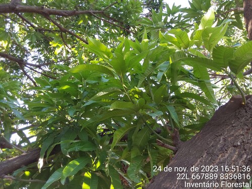 Indian mango