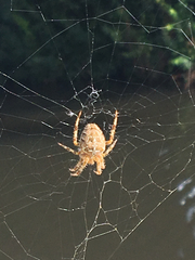 Araneus diadematus