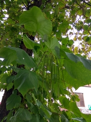 Catalpa