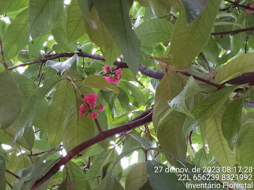 Malay Apple