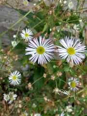 Erigeron annuus