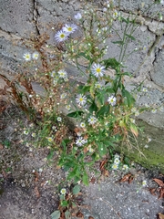 Erigeron annuus