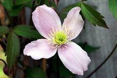 Clematis montana